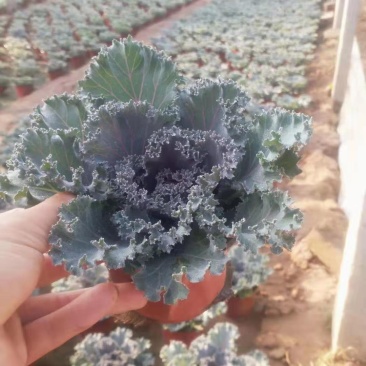 冬季抗寒草花(双色盆，营养杯)羽衣甘蓝