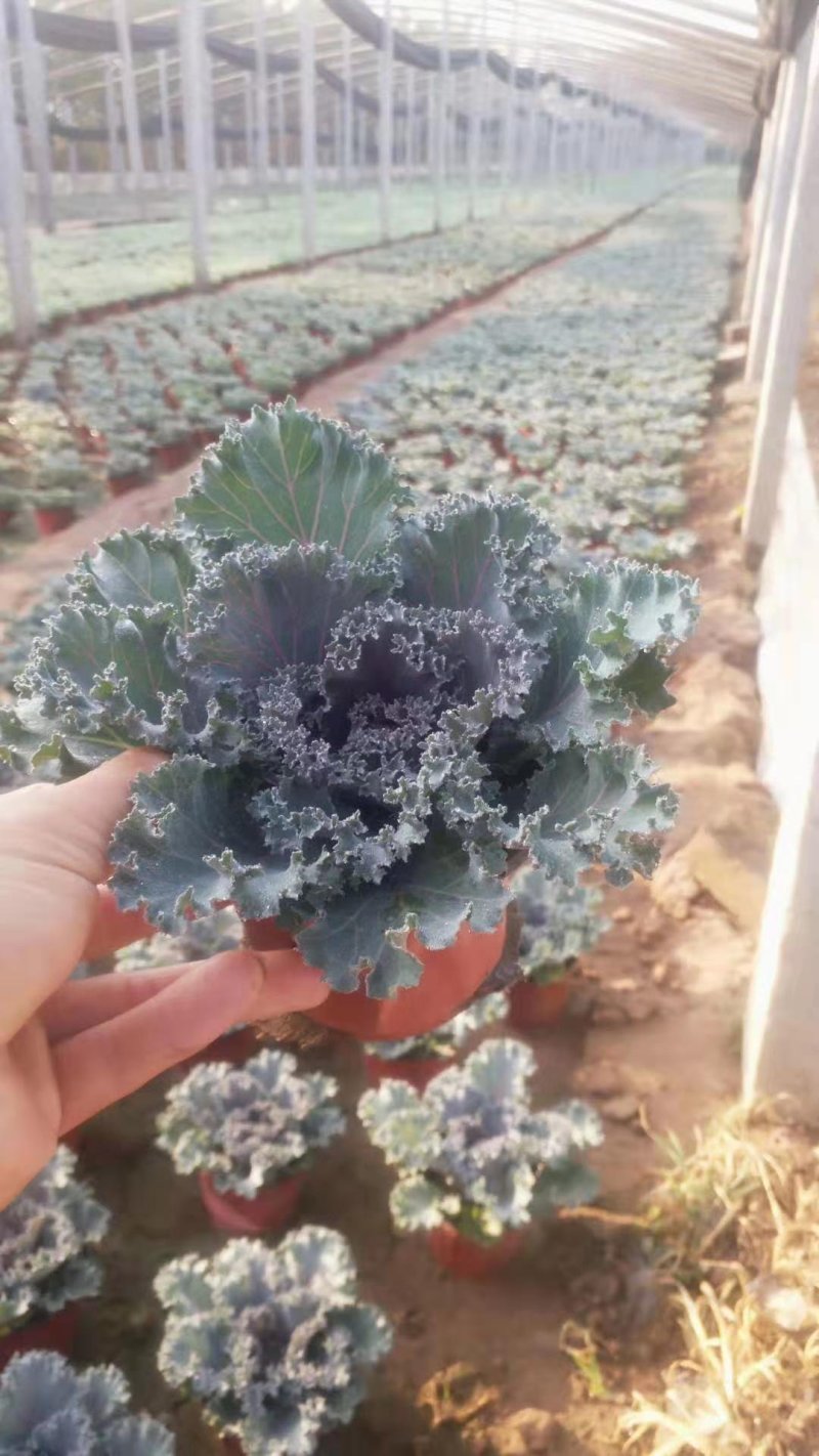 冬季抗寒草花(双色盆，营养杯)羽衣甘蓝