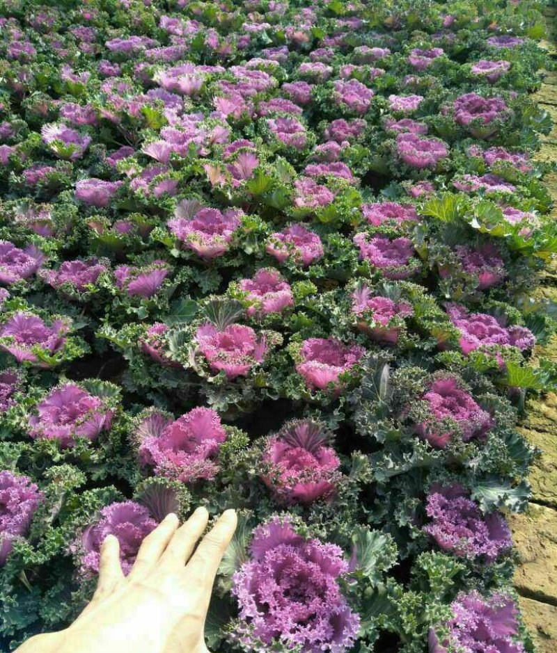 冬季抗寒草花(双色盆，营养杯)羽衣甘蓝