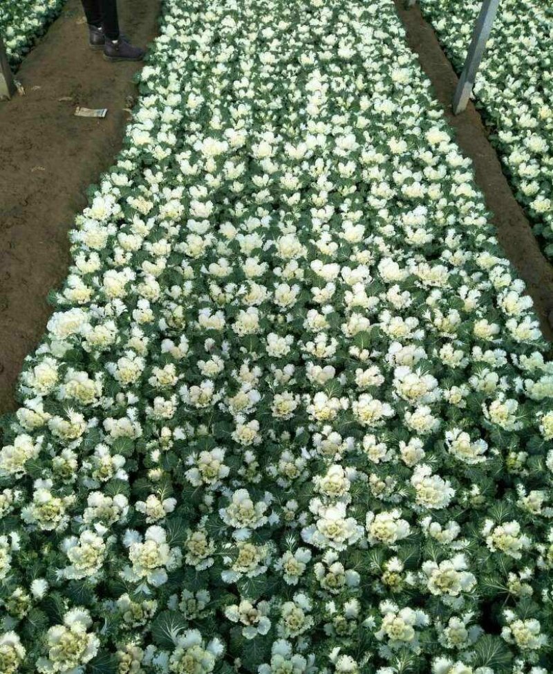 冬季抗寒草花(双色盆，营养杯)羽衣甘蓝