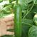 林孚868无刺水果小黄瓜种子连续拉瓜产量高
