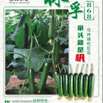 林孚868无刺水果小黄瓜种子连续拉瓜产量高