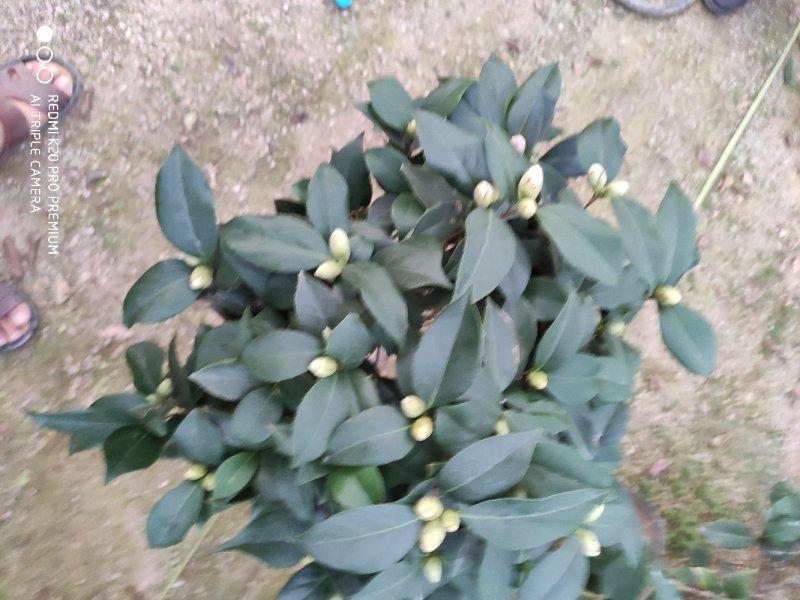 茶花赤丹基地货源一件起批全国物流