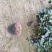 茶花赤丹基地货源一件起批全国物流