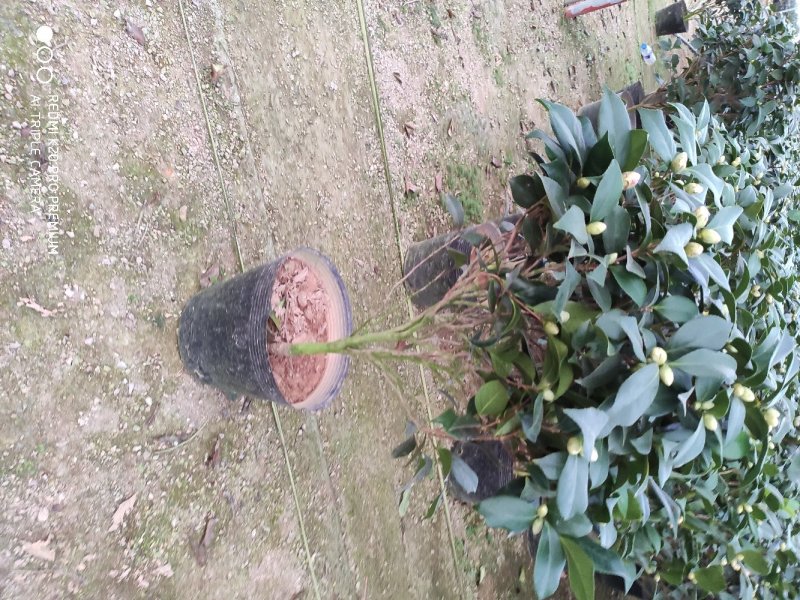茶花赤丹基地货源一件起批全国物流