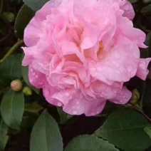 茶花香茶永福花卉基地直销