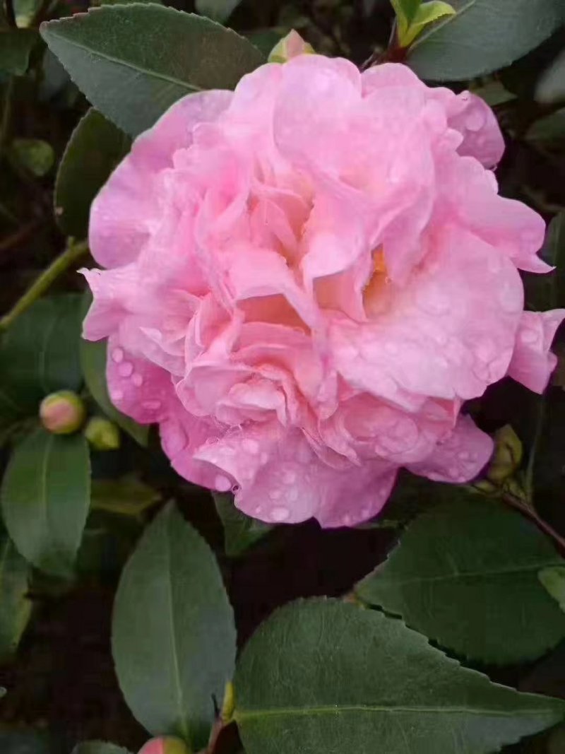茶花香茶永福花卉基地直销