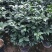 茶花香茶永福花卉基地直销