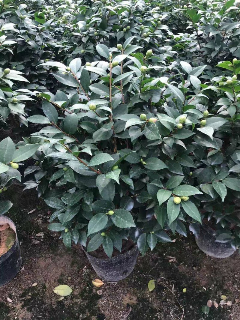 茶花香茶永福花卉基地直销