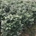 茶花香茶永福花卉基地直销
