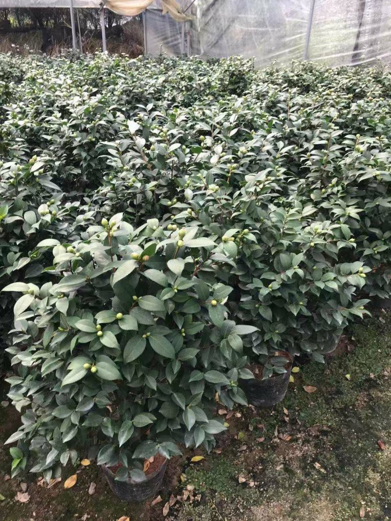 茶花香茶永福花卉基地直销