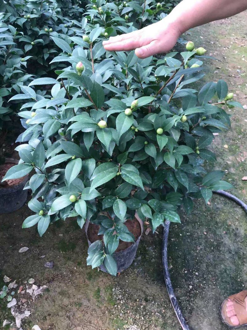 茶花香茶永福花卉基地直销