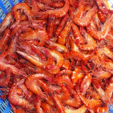 越南野生黑虎虾