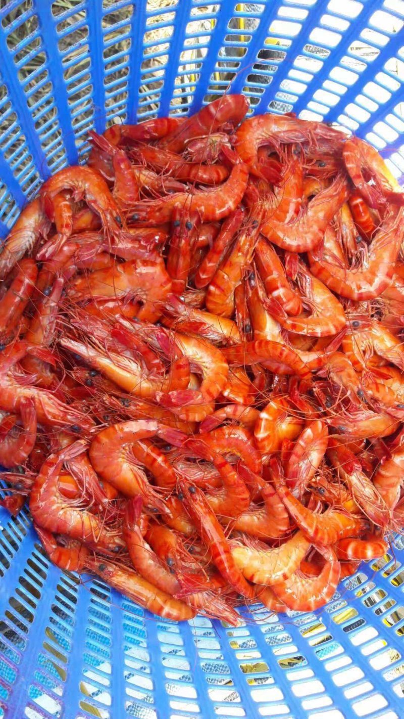 越南野生黑虎虾