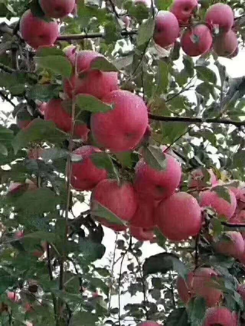 出售红富士苹果