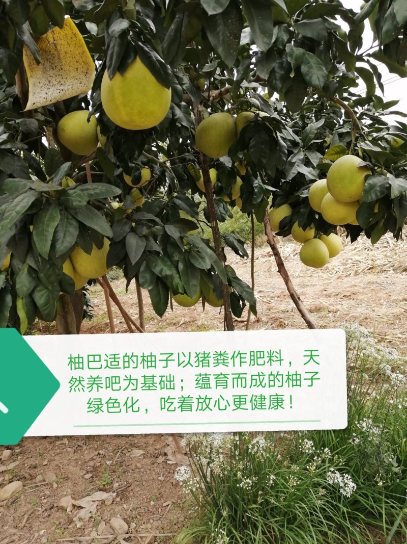 柚子一红柚