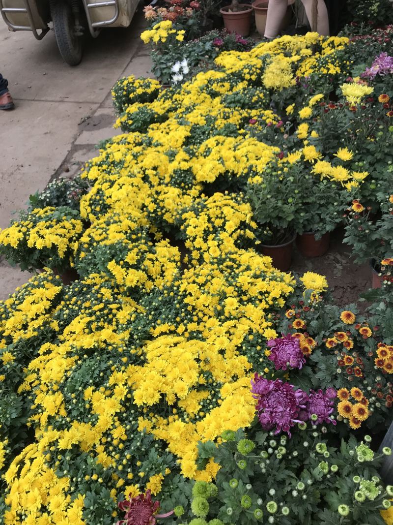 菊花菊花苗鲜菊花免费包邮龙爪菊花基地直销提供发票