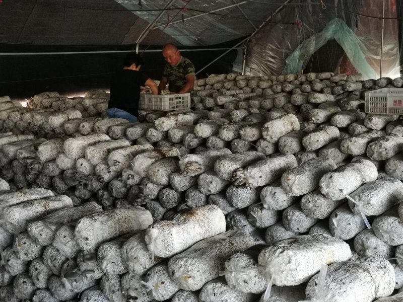 合作社供货，市场化，有冷库，量大