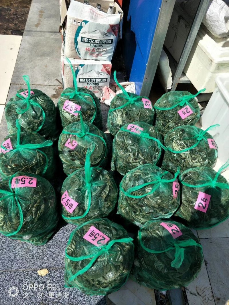 大闸蟹