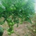 硬粉西红柿口感好，质量佳