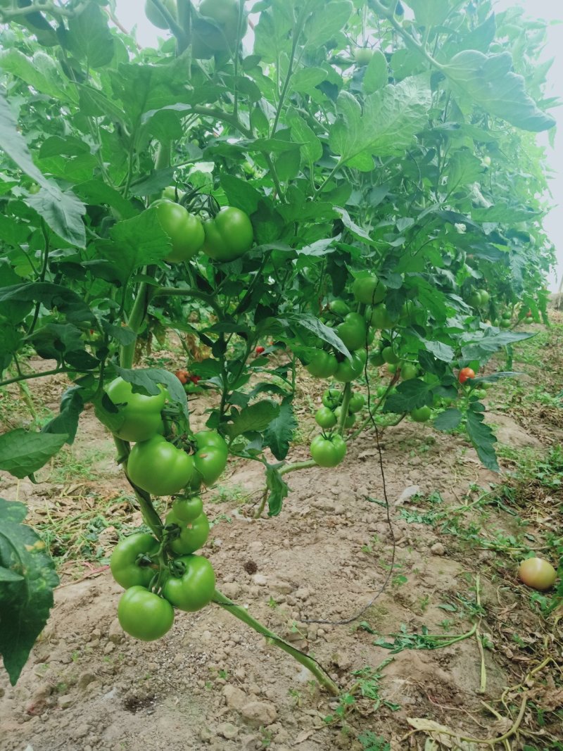 硬粉西红柿口感好，质量佳