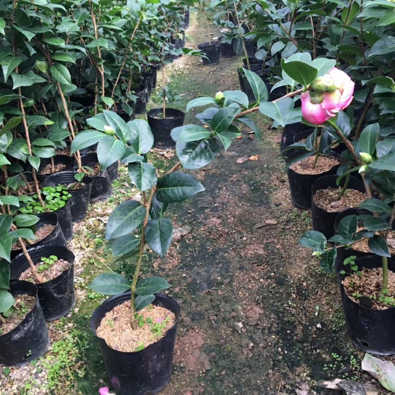 名贵品种茶花：艾尔西朱瑞茶花苗产地发货快递包邮