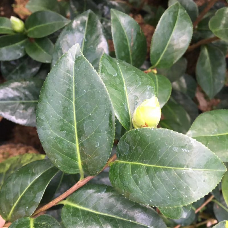 名贵品种茶花：艾尔西朱瑞茶花苗产地发货快递包邮