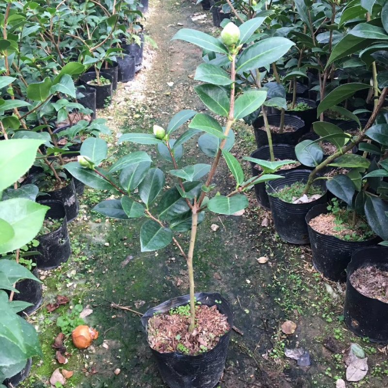 名贵品种茶花：艾尔西朱瑞茶花苗产地发货快递包邮