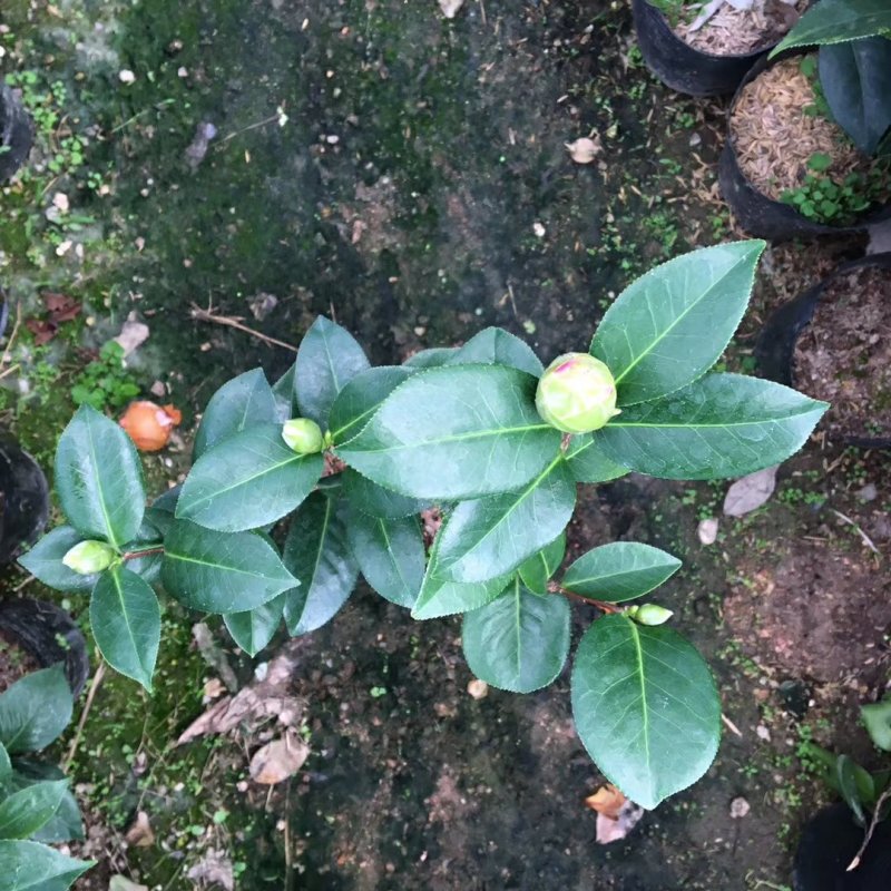 名贵品种茶花：艾尔西朱瑞茶花苗产地发货快递包邮