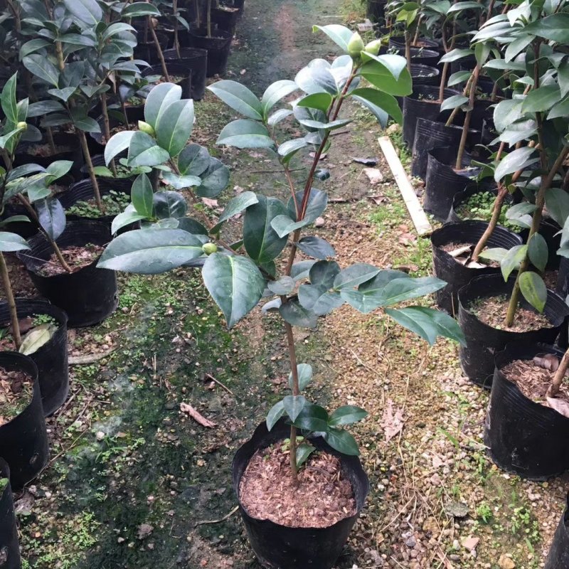 名贵品种茶花：艾尔西朱瑞茶花苗产地发货快递包邮