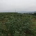 花椒基地自种自销，品质保证价格实惠量大从优