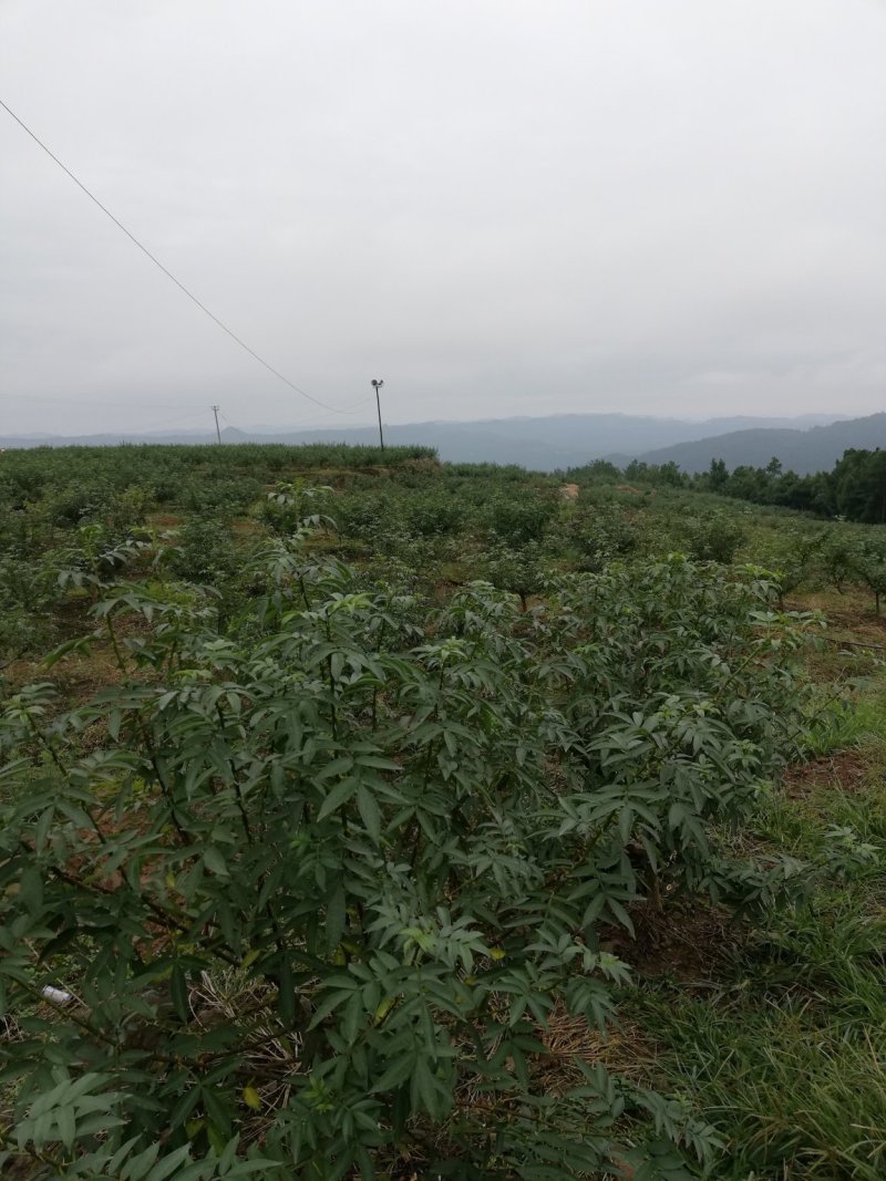 花椒基地自种自销，品质保证价格实惠量大从优