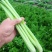 芹菜。夏邑西芹。大中小颗，露天，大棚各种品阶