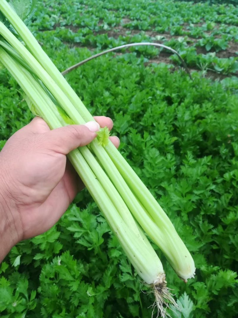 芹菜。夏邑西芹。大中小颗，露天，大棚各种品阶
