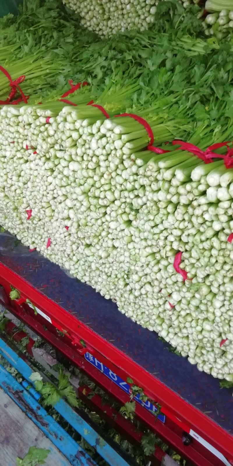 芹菜。夏邑西芹。大中小颗，露天，大棚各种品阶