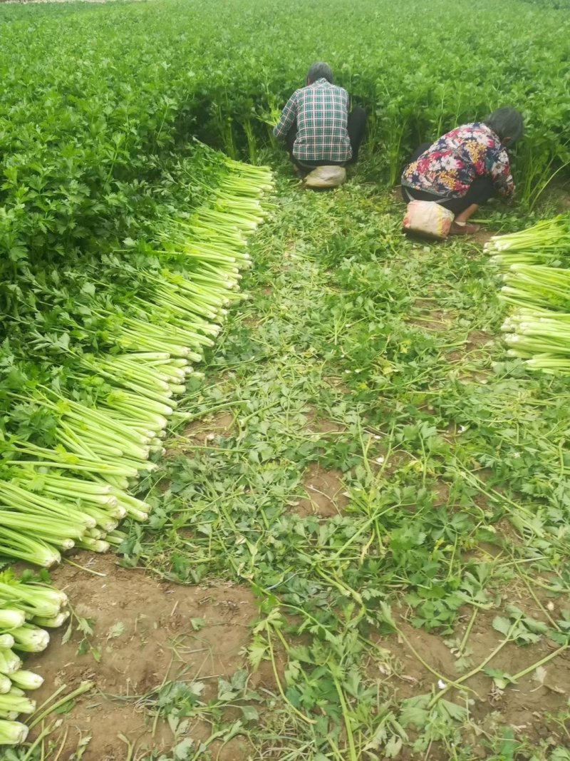 芹菜。夏邑西芹。大中小颗，露天，大棚各种品阶