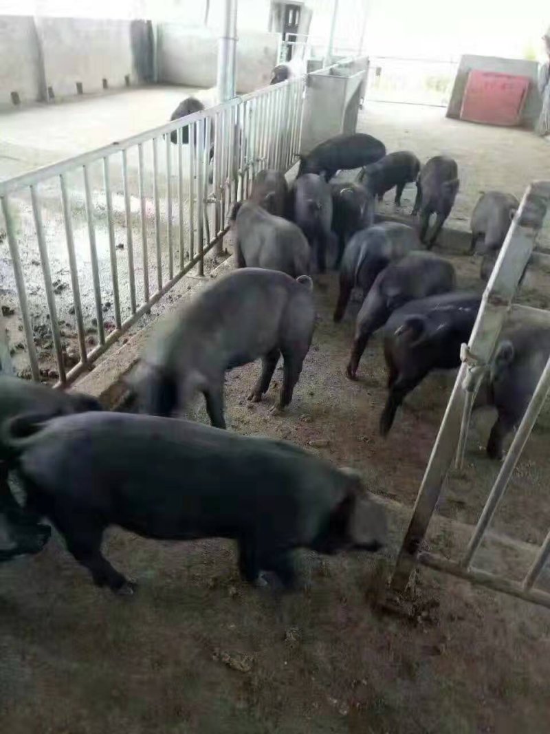 供应黑母猪梅山黑母猪高产仔率黑母猪