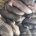 供应黑母猪梅山黑母猪高产仔率黑母猪