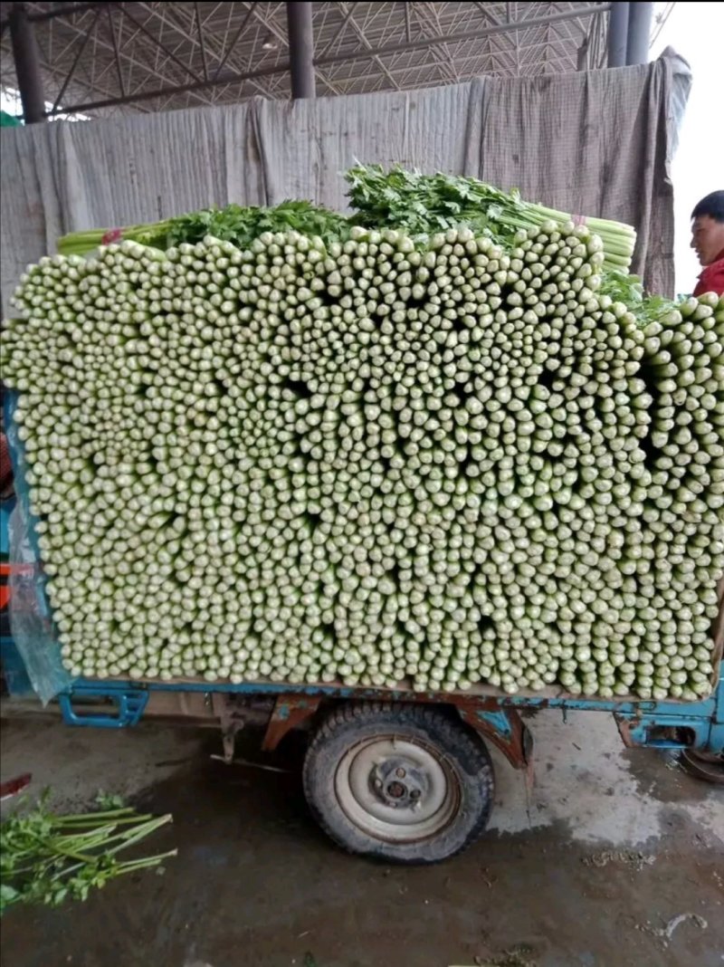 芹菜。夏邑西芹。大中小颗，露天，大棚各种品阶