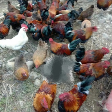 血毛土鸡