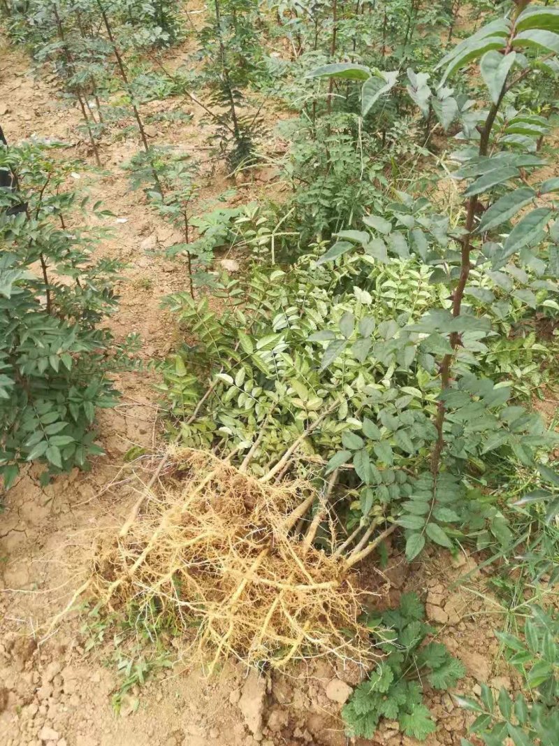 花椒苗