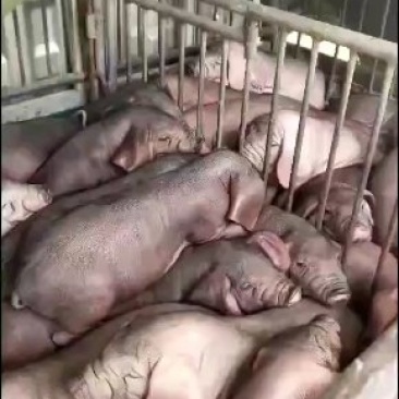太湖母猪，产仔好，抗病能力强，适应能力好