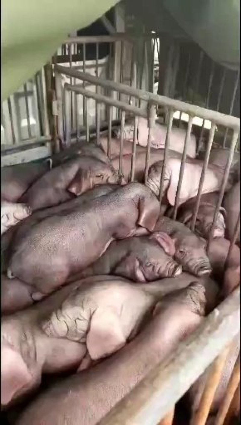 太湖母猪，产仔好，抗病能力强，适应能力好