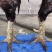 斗鸡苗