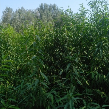 毛桃苗桃树苗两年生优质桃子苗