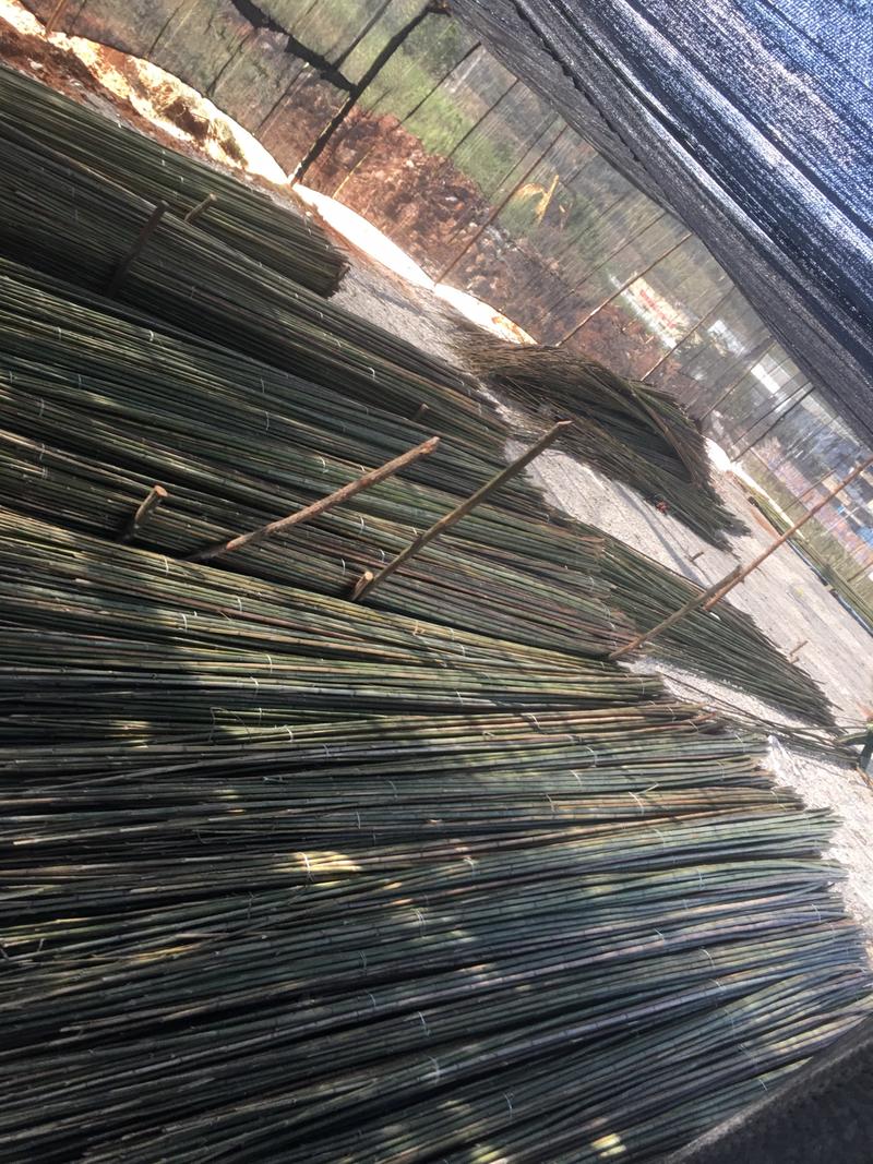 出售1-8公分大量金竹