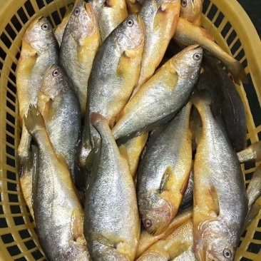 黄花鱼