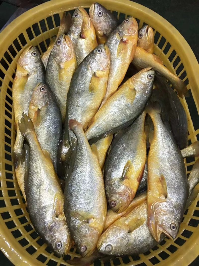 黄花鱼