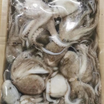 八爪鱼