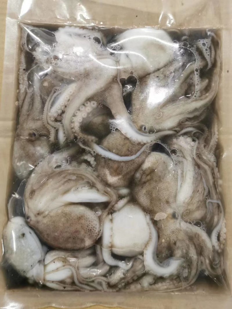 八爪鱼